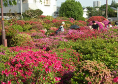 第5回京王線散歩の会「芦花公園・千歳烏山」